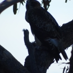 Hieraaetus morphnoides (Little Eagle) at Red Hill, ACT - 1 Jul 2019 by roymcd