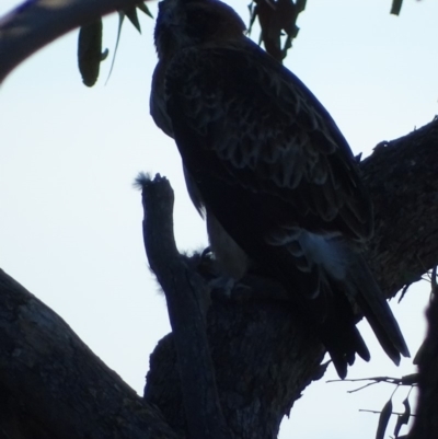 Hieraaetus morphnoides (Little Eagle) by roymcd