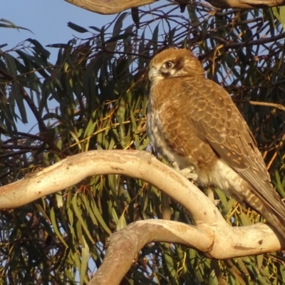 Falco berigora (Brown Falcon) at Red Hill Nature Reserve - 4 Jul 2019 by roymcd