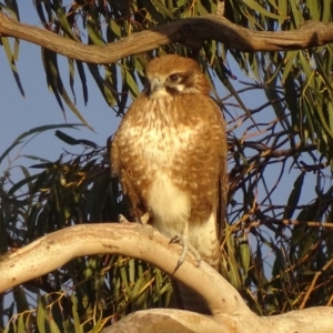 Falco berigora at Garran, ACT - 4 Jul 2019