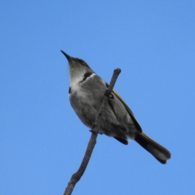 Phylidonyris pyrrhopterus (Crescent Honeyeater) at Bullen Range - 6 Jul 2019 by HelenCross