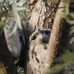 Podargus strigoides (Tawny Frogmouth) at Kambah, ACT - 5 Jul 2019 by HelenCross