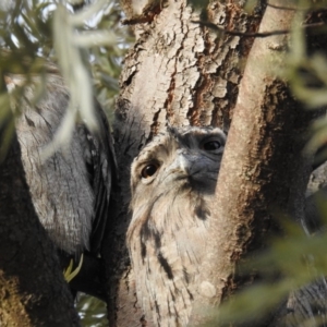 Podargus strigoides at Kambah, ACT - 5 Jul 2019