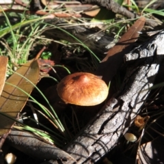 Unidentified at Mount Clear, ACT - 6 Jul 2019 by RobParnell