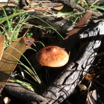 Unverified at Mount Clear, ACT - 6 Jul 2019 by RobParnell