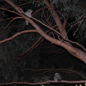 Podargus strigoides at Kambah, ACT - 6 Jul 2019 05:53 PM