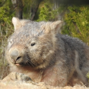 Vombatus ursinus at Tuggeranong DC, ACT - 6 Jul 2019