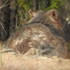 Vombatus ursinus at Tuggeranong DC, ACT - 6 Jul 2019