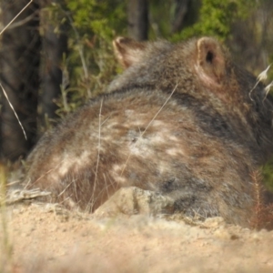 Vombatus ursinus at Tuggeranong DC, ACT - 6 Jul 2019