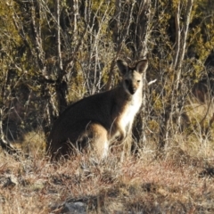 Notamacropus rufogriseus (Red-necked Wallaby) at Bullen Range - 6 Jul 2019 by HelenCross