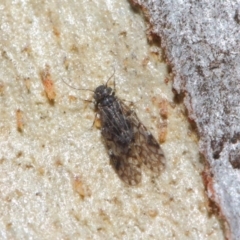 Psocodea 'Psocoptera' sp. (order) (Unidentified plant louse) at Acton, ACT - 4 Jul 2019 by TimL