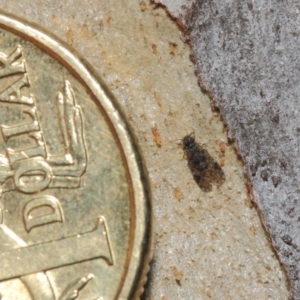 Psocodea 'Psocoptera' sp. (order) at Acton, ACT - 4 Jul 2019