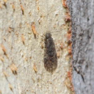 Psocodea 'Psocoptera' sp. (order) at Acton, ACT - 4 Jul 2019