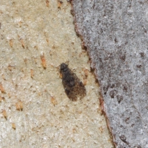 Psocodea 'Psocoptera' sp. (order) at Acton, ACT - 4 Jul 2019