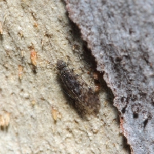 Psocodea 'Psocoptera' sp. (order) at Acton, ACT - 4 Jul 2019