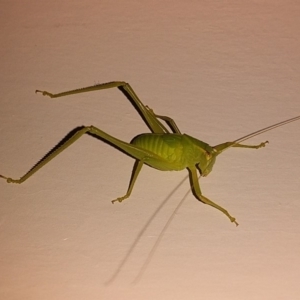 Tettigoniidae (family) at Bawley Point, NSW - 6 Jul 2019