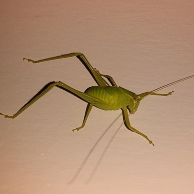 Tettigoniidae (family) (Unidentified katydid) at Bawley Point, NSW - 6 Jul 2019 by GLemann