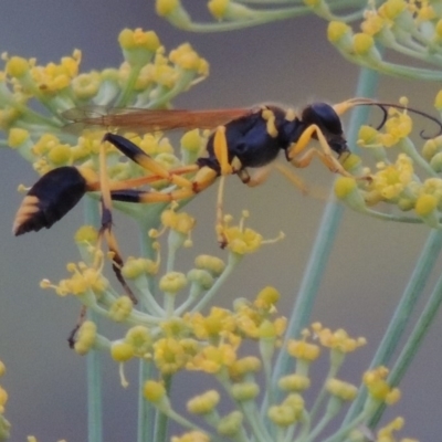 Sceliphron laetum (Common mud dauber wasp) at Point Hut to Tharwa - 2 Apr 2019 by michaelb