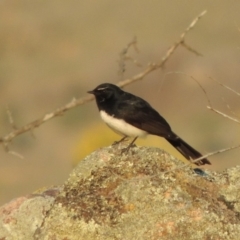 Rhipidura leucophrys (Willie Wagtail) at Tuggeranong DC, ACT - 3 Apr 2019 by MichaelBedingfield