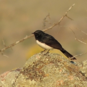 Rhipidura leucophrys at Tuggeranong DC, ACT - 3 Apr 2019