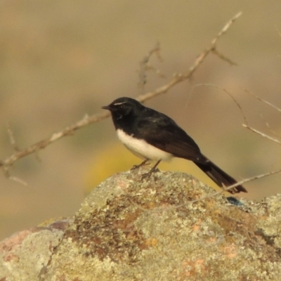 Rhipidura leucophrys (Willie Wagtail) at Point Hut to Tharwa - 2 Apr 2019 by michaelb
