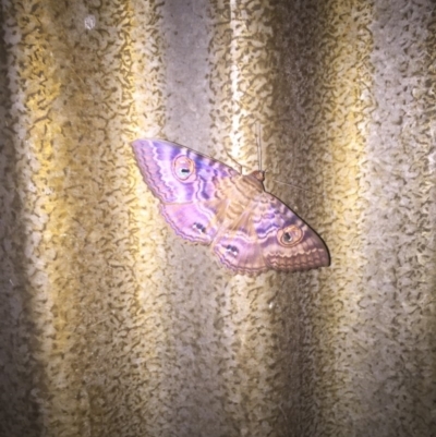 Speiredonia spectans (Granny's Cloak Moth) at Budgong, NSW - 5 Jul 2019 by Ry