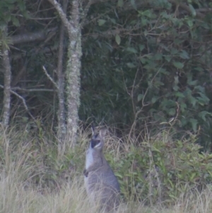 Notamacropus rufogriseus at Budgong, NSW - 27 Jun 2019 04:07 PM