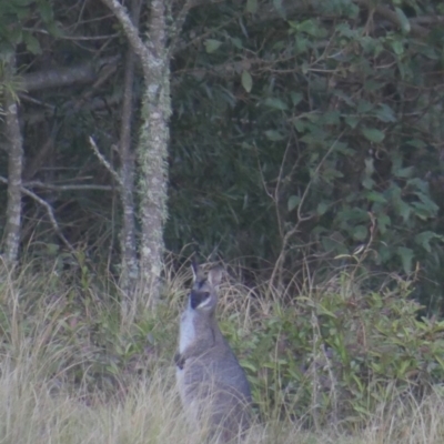 Notamacropus rufogriseus (Red-necked Wallaby) at Budgong, NSW - 27 Jun 2019 by Ry