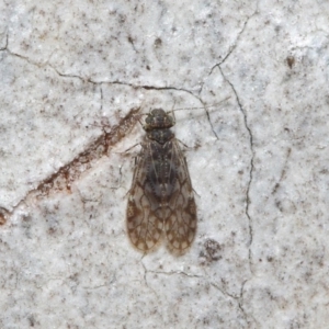 Psocodea 'Psocoptera' sp. (order) at Acton, ACT - 4 Jul 2019 12:50 PM