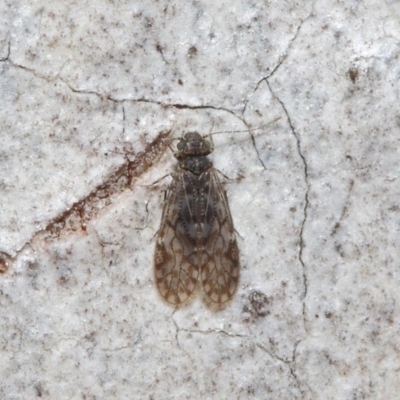 Psocodea 'Psocoptera' sp. (order) (Unidentified plant louse) at ANBG - 4 Jul 2019 by TimL