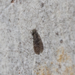 Psocodea 'Psocoptera' sp. (order) at Acton, ACT - 4 Jul 2019 12:50 PM