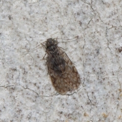 Psocodea 'Psocoptera' sp. (order) at Acton, ACT - 4 Jul 2019 12:50 PM