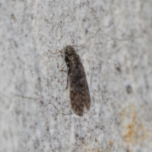 Psocodea 'Psocoptera' sp. (order) at Acton, ACT - 4 Jul 2019 12:50 PM