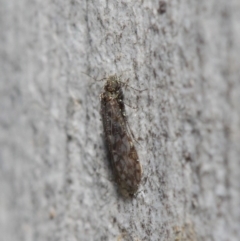 Psocodea 'Psocoptera' sp. (order) at Acton, ACT - 4 Jul 2019 12:50 PM