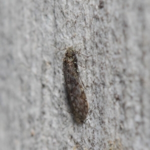 Psocodea 'Psocoptera' sp. (order) at Acton, ACT - 4 Jul 2019