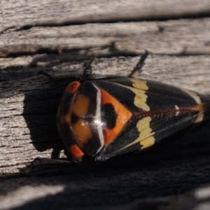 Eurymeloides pulchra at Molonglo River Reserve - 6 Jul 2019