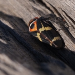 Eurymeloides pulchra at Molonglo River Reserve - 6 Jul 2019