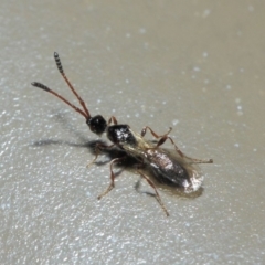 Diapriidae (family) at Acton, ACT - 4 Jul 2019