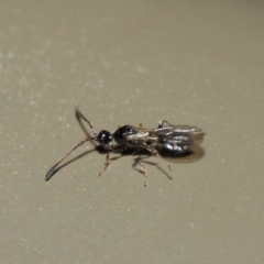 Diapriidae (family) at Acton, ACT - 4 Jul 2019 01:29 PM