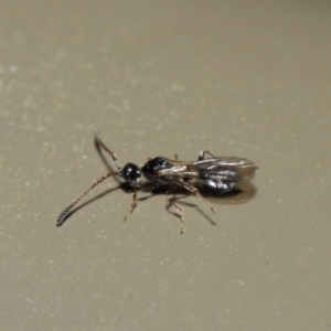 Diapriidae (family) at Acton, ACT - 4 Jul 2019 01:29 PM