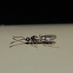 Diapriidae (family) at Acton, ACT - 4 Jul 2019 01:29 PM