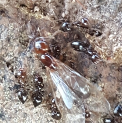 Crematogaster sp. (genus) (Acrobat ant, Cocktail ant) at Symonston, ACT - 6 Jul 2019 by Mike