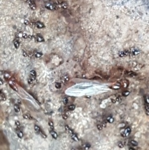 Crematogaster sp. (genus) at Symonston, ACT - 6 Jul 2019