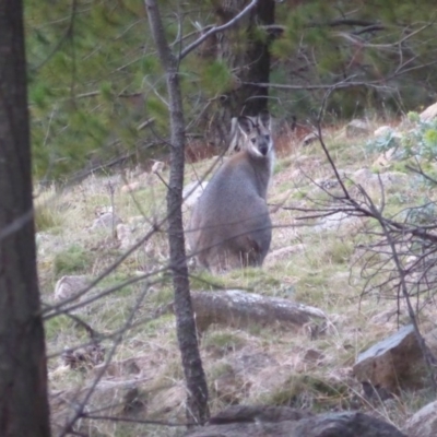 Notamacropus rufogriseus (Red-necked Wallaby) at Isaacs Ridge and Nearby - 23 Jun 2019 by Mike