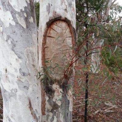 Eucalyptus mannifera (Brittle Gum) at Majura, ACT - 6 Jul 2019 by SilkeSma