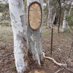 Eucalyptus mannifera at Majura, ACT - 6 Jul 2019 12:00 AM