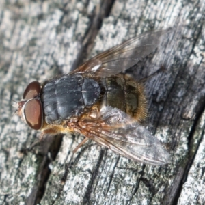 Calliphora stygia at Majura, ACT - 7 Jul 2019