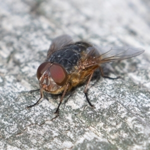 Calliphora stygia at Majura, ACT - 7 Jul 2019