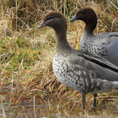 Chenonetta jubata (Australian Wood Duck) at Paddys River, ACT - 7 Jul 2019 by MatthewFrawley