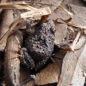 Crinia signifera at Majura, ACT - 7 Jul 2019 12:12 PM